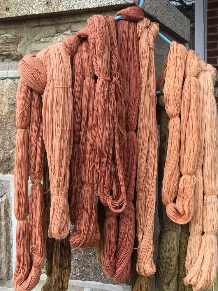 Gradient of hanks dyed from avocado pit and skin dyes