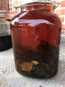 avocado skin dye on the first day of brewing