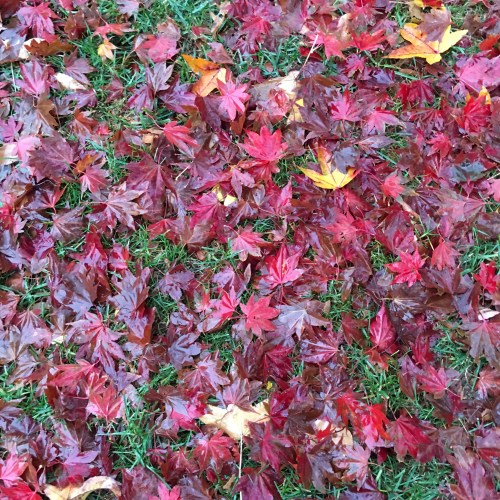 red-maple-leaves