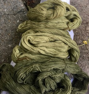 Green yarn dyed in various plant dyes and modifiers
