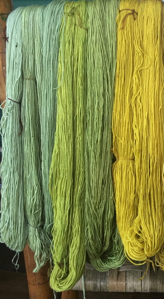Range of colors dyed in tansy