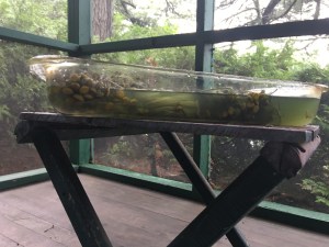 Oxidation in exhaust bath of tansy dye