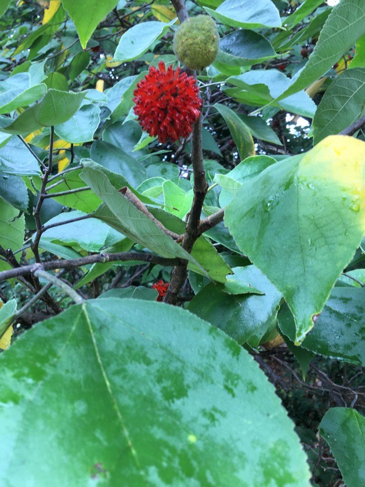 Paper mulberry fruit