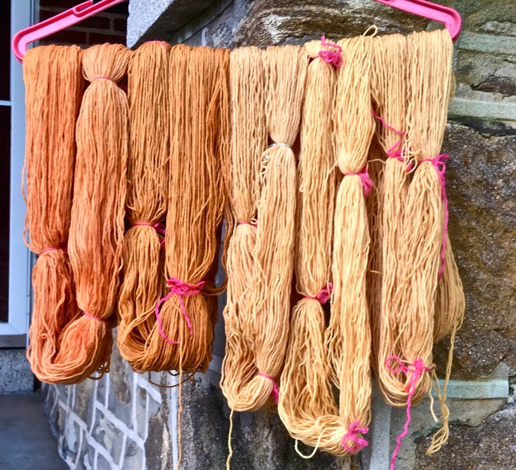 Yarn dyed in fermented yellow cosmos dye